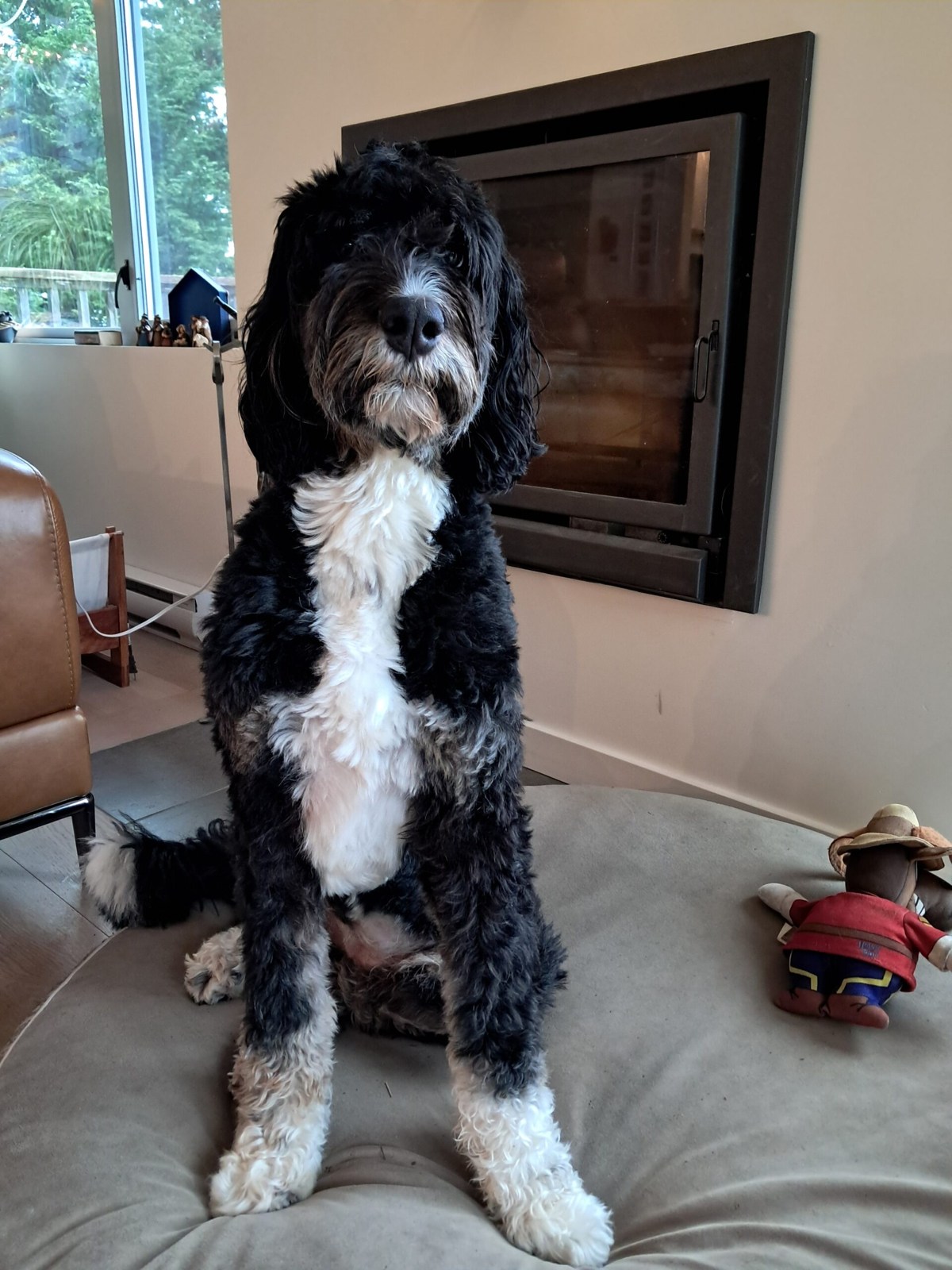 Ein Hund liegt entspannt auf seinem vertrauten Platz vor dem Kamin.